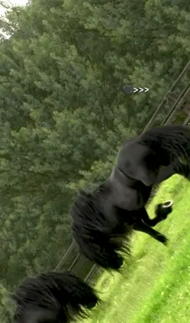 Black horses beauty 🖤😍🫀  #horsevideo #obssessed #creatorsearchinsight #blackhorse #horseriding 