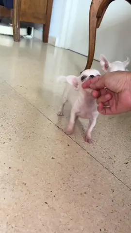 #chihuahuas #chihuahiasoftiktok #chihuahuafanclub #teacupchihuahua #