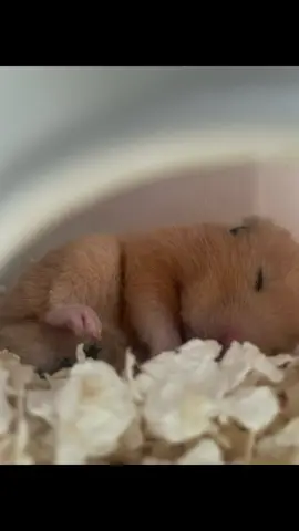 皆様お久しぶりどすえぇ 2ヶ月ぶりの投稿で、もうしわけねぇ。 ふーたん1歳は毎日元気元気でござんす🐹 #ハムスターのいる生活  #キンクマ  #毎日  #おもろい  #癒し 