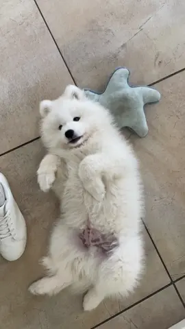 Yes 👅 #fyp #fluffydog #petlovers #samoyedpuppy #puppylife 