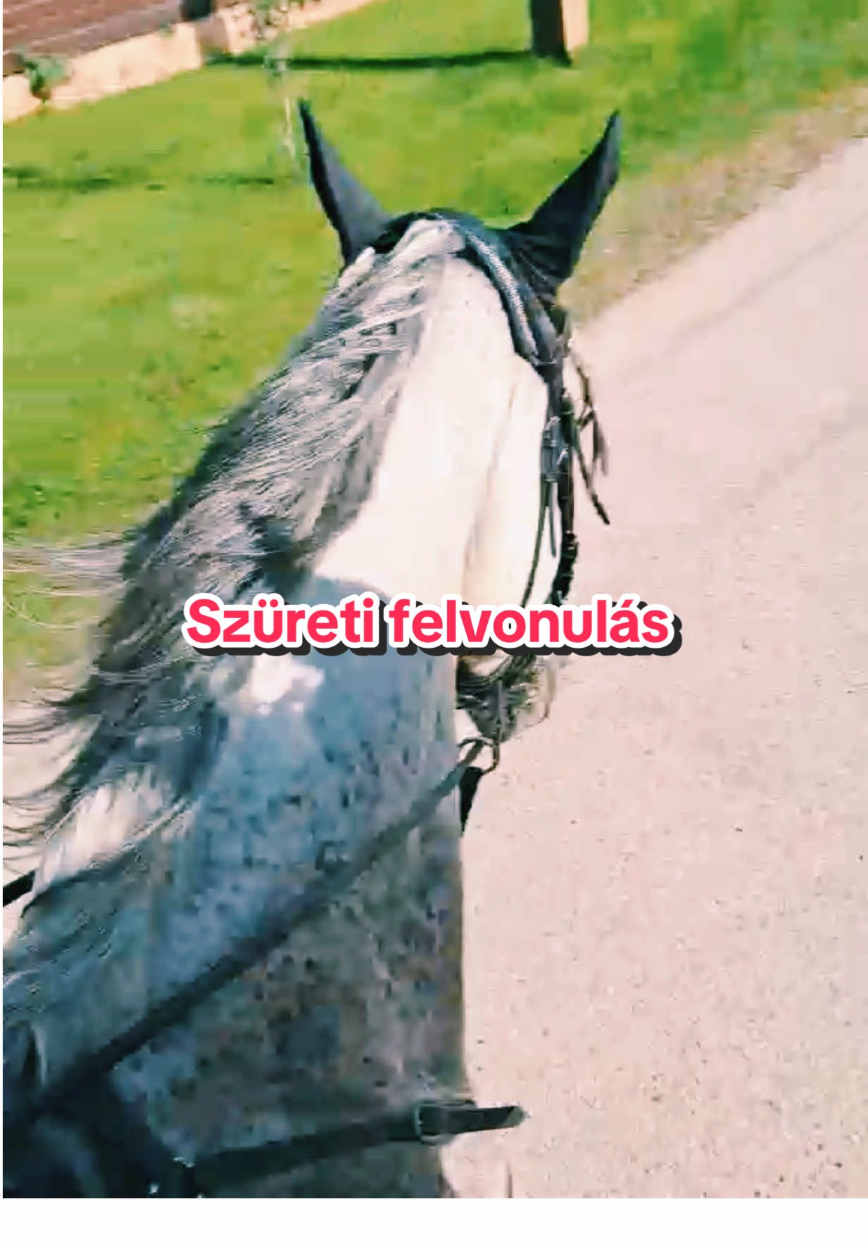 Csillag🐎 Fecske 🐎                 Ballószög szüreti felvonulás ❤️       @Ildi Borsodi 🥰 #szüreti #foryoupage❤️❤️ #horse #lentejas #nepviselet 