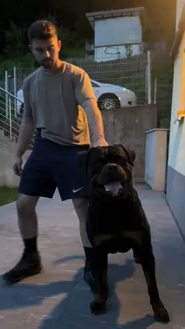 #fyppp #vira #trendingnow #workingdog #rottweiler   Enzo vom steintor Rott 💣🔥🔥 Father: Champion John Rambo Von der alten Festung  Mother :Champion Cartusha vom steintor Rott ♥️💪