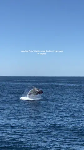 how lucky to see whales on our doorstep 🥹🐋 #sydney #whalewatching #australiatiktok #traveltok #fyp 