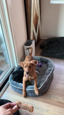 Just golden retriever things 😂#dog #dogs #dogsoftiktok #funny #tiktok #funnyvideos 
