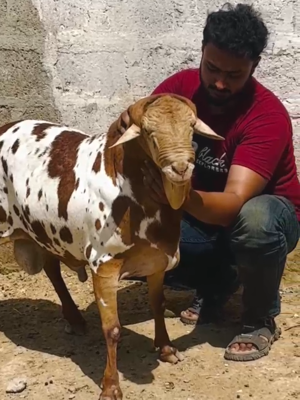 BiG BoSS  #sudanisheep #fyp #viral #foryou #foryoupage 