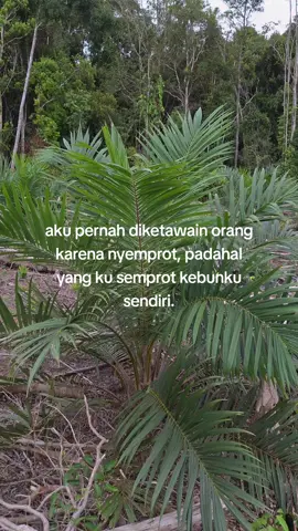🤦 #petanimuda #petanisawit #fyp #foryoupage #masukberandafyp 