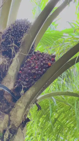 Ketua Lanjut panen sawit pokok 3 meter menggunakan sabit SBL G222 pro #sarawak #fyp 