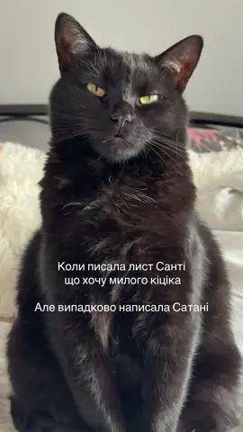 #blackcat 