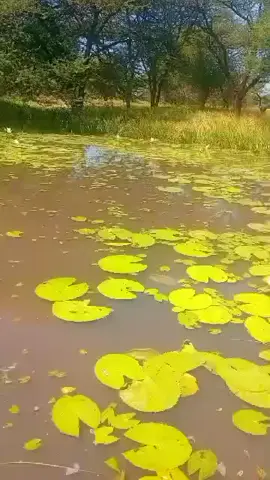 تحياتي لك من تشاد البدو 