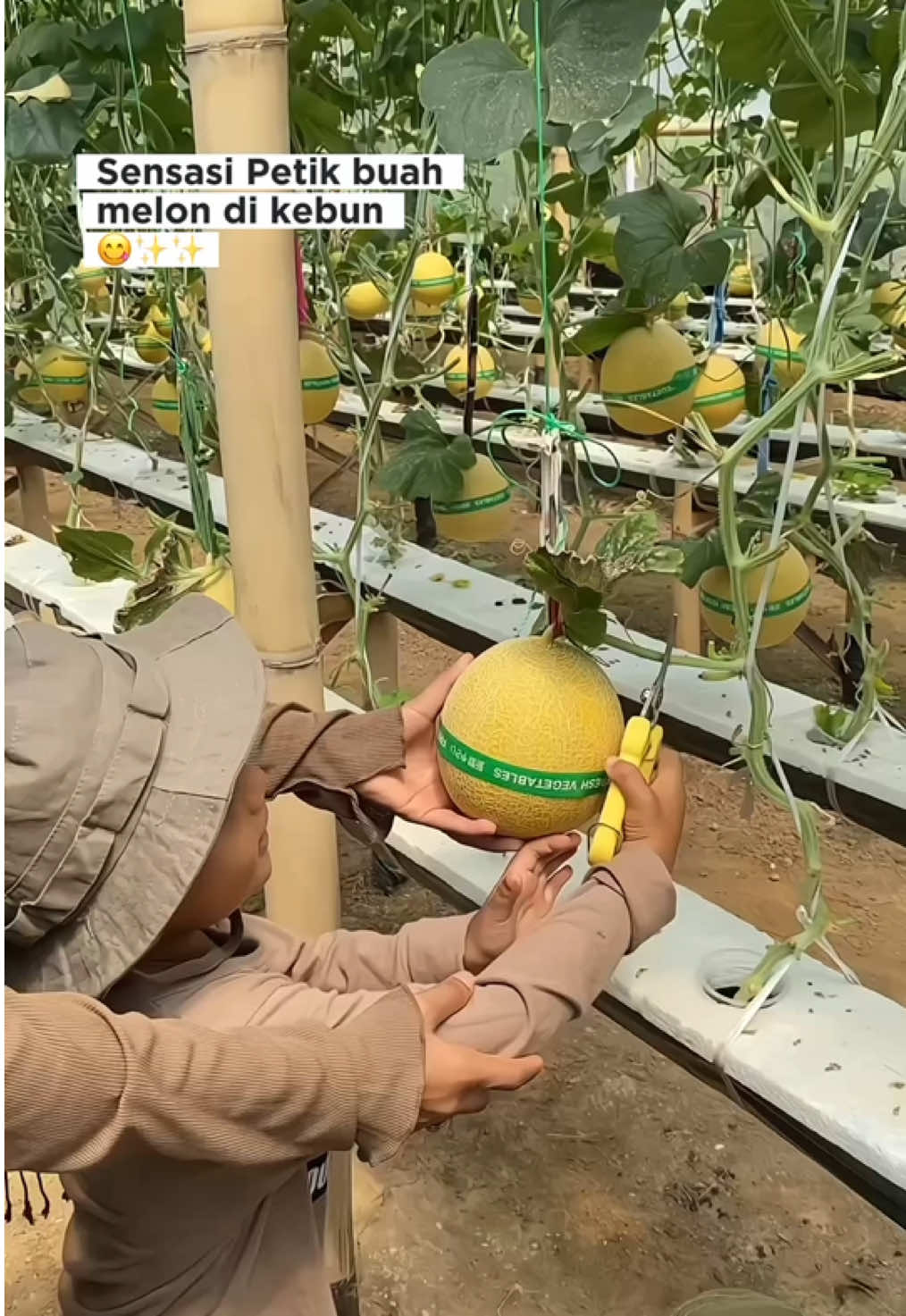 Petik buah melon dikebun