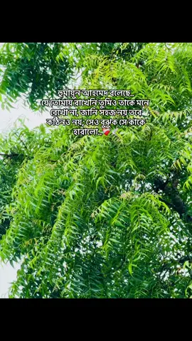 হুমায়ুন আহমেদ বলেছে,,, যে তোমায় রাখেনি তুমিও তাকে মনে রেখো না, জানি সহজ নয় তবে কঠিনও নয়; সেও বুঝুক সে কাকে হারালো।❤️‍🩹🕊 #foryouu #tending #vairal !!!