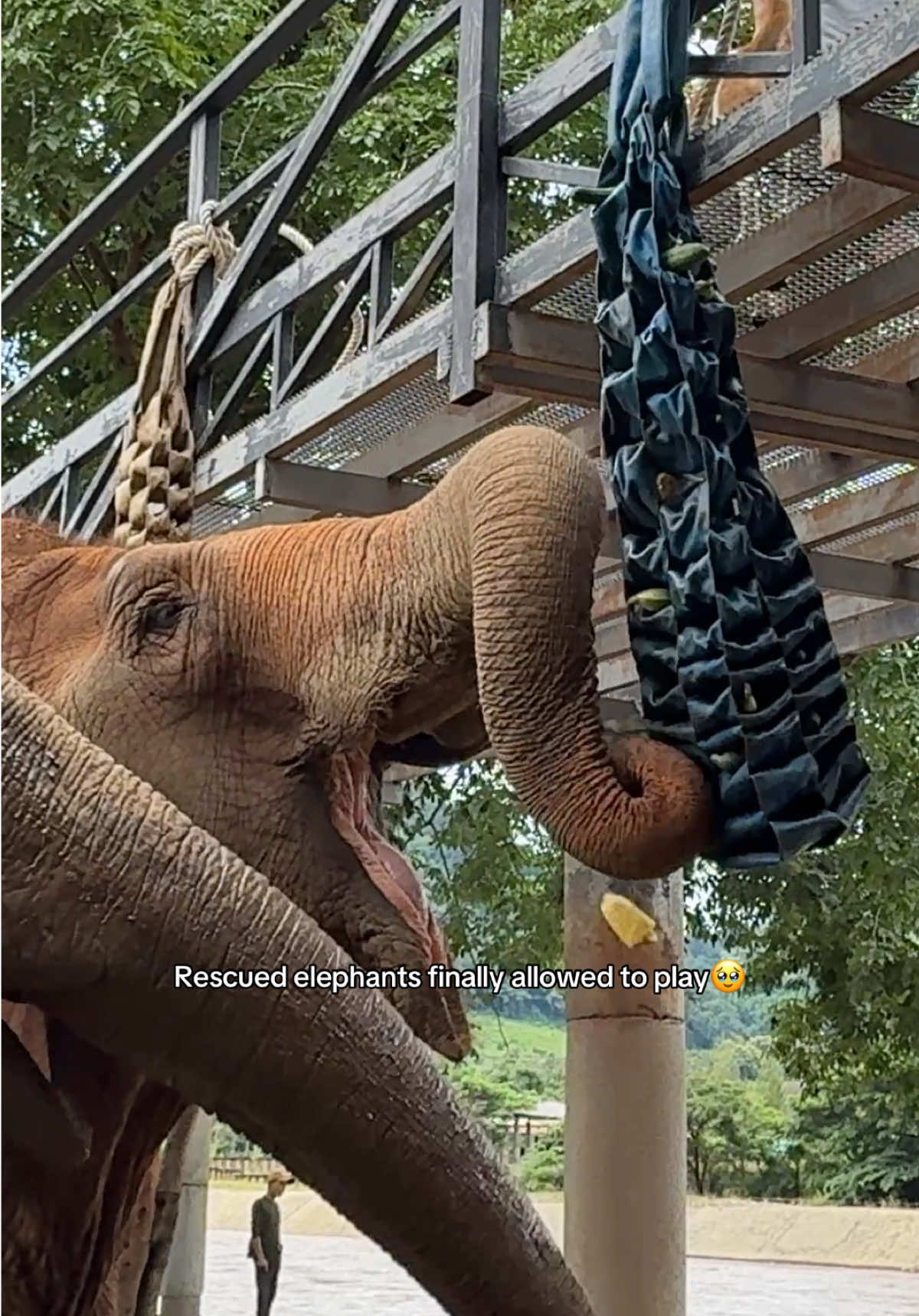 These elephants were rescued from lives of forced, hard work and confinement. At the sanctuary they finally have the space, love and freedom to explore, socialise and play. Simple enrichment toys like this firehose browser keep their minds busy (they are incredibly intelligent!), encourages positive natural behaviours and lets them rediscover the freedom of just being elephants again 🐘❤️#elephantsanctuary #enrichment #animalwelfare #elephantrescue #elephantnaturepark 