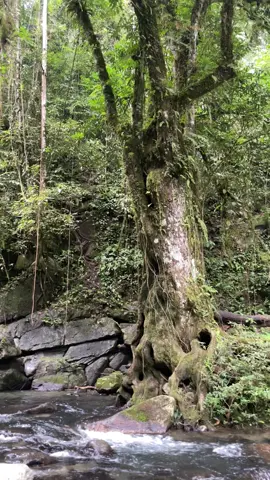 cukup berjalan 1 jam dari parkiran, dengan rute naik turun pegunungan kitaa udhh bisaa menikmati keindahan air terjun yg masih asri di hulu sungai tengah ini air terjun tumaung📍