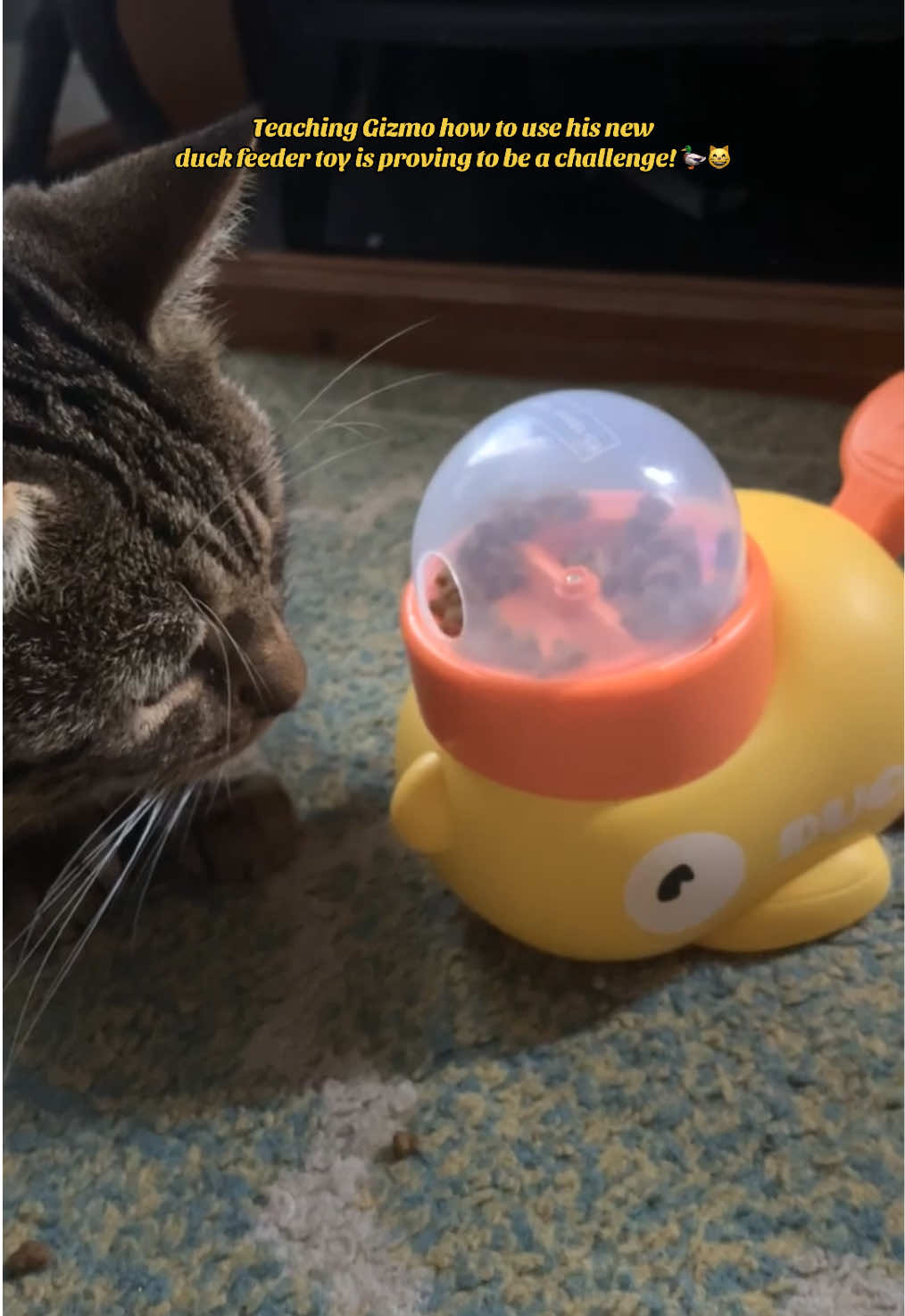 Gizzy might not have got the hang of it yet, but he’s definitely got the “food inside” part down to a science! 😂 Anyone else’s pets just in it for the snacks?  #cat #catenrichment #malecat #FoodLover #catlovers 