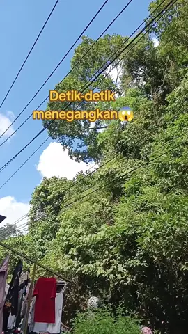 #pohon  #tumbang 