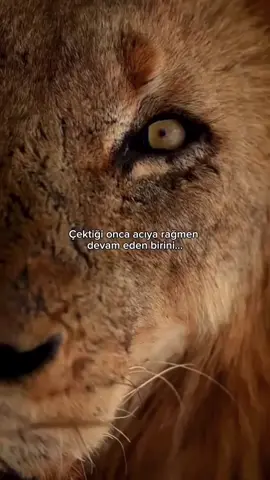 onca acı sırf yenilmek için olamazdı... 