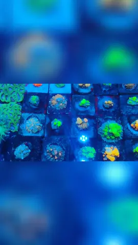 Masih Bernafas.. #promoseruweekend #aquarium #simpanansuami #coral #fish 