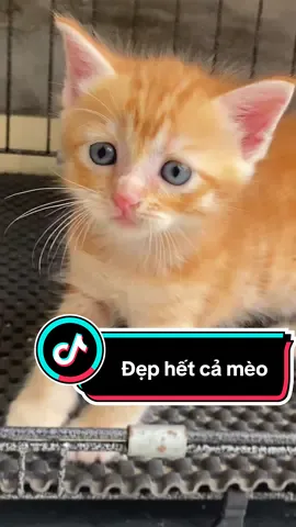 Con nhà ai mà đẹp thế này #meocambaodung #mèocam #xh #xhtiktok #viral 