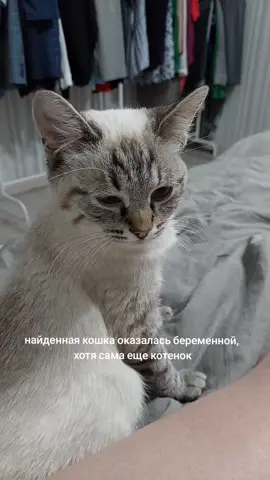хотите увидеть роды кошечки?