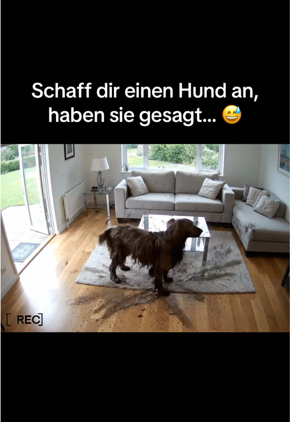 Und du liebst deinen Hund trotzdem. Wohnzimmer-Kamera #securitycamera #dog #aicomedy #überwachungskamera #windhund 