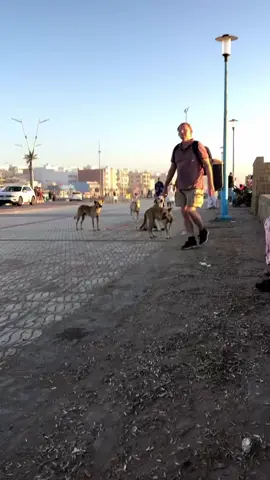 lah ishl 3la ljami3 🐕🐕 #marocaine🇲🇦 #algeria #elghorba #haraga_oropa_official 
