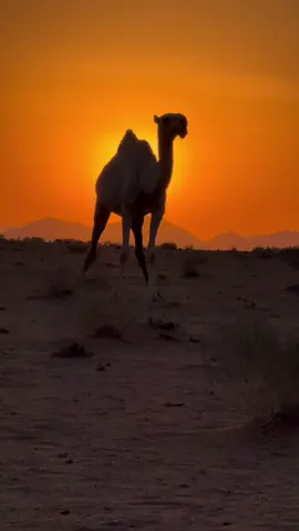 #البل #مزاد المدرج#الشمال #الوضحا #مطير 