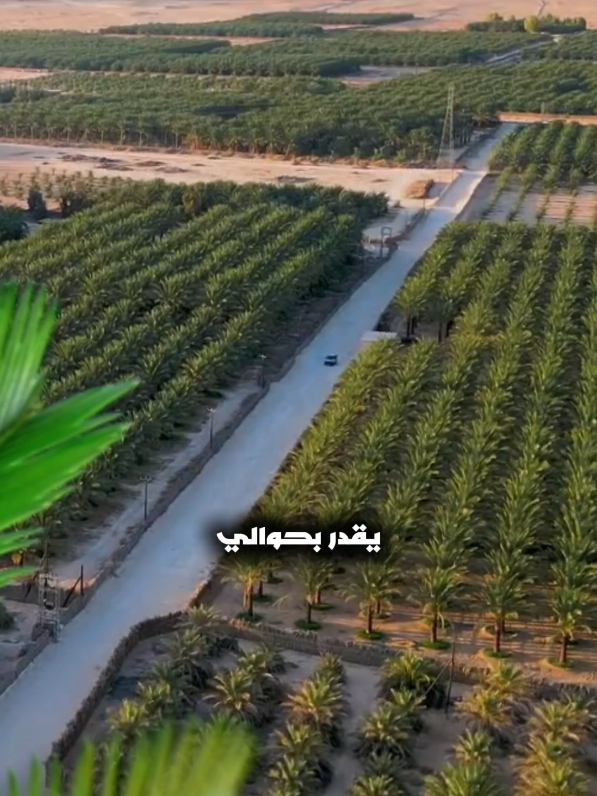 اكبر عمالقة إنتاج التمور في العالم 
