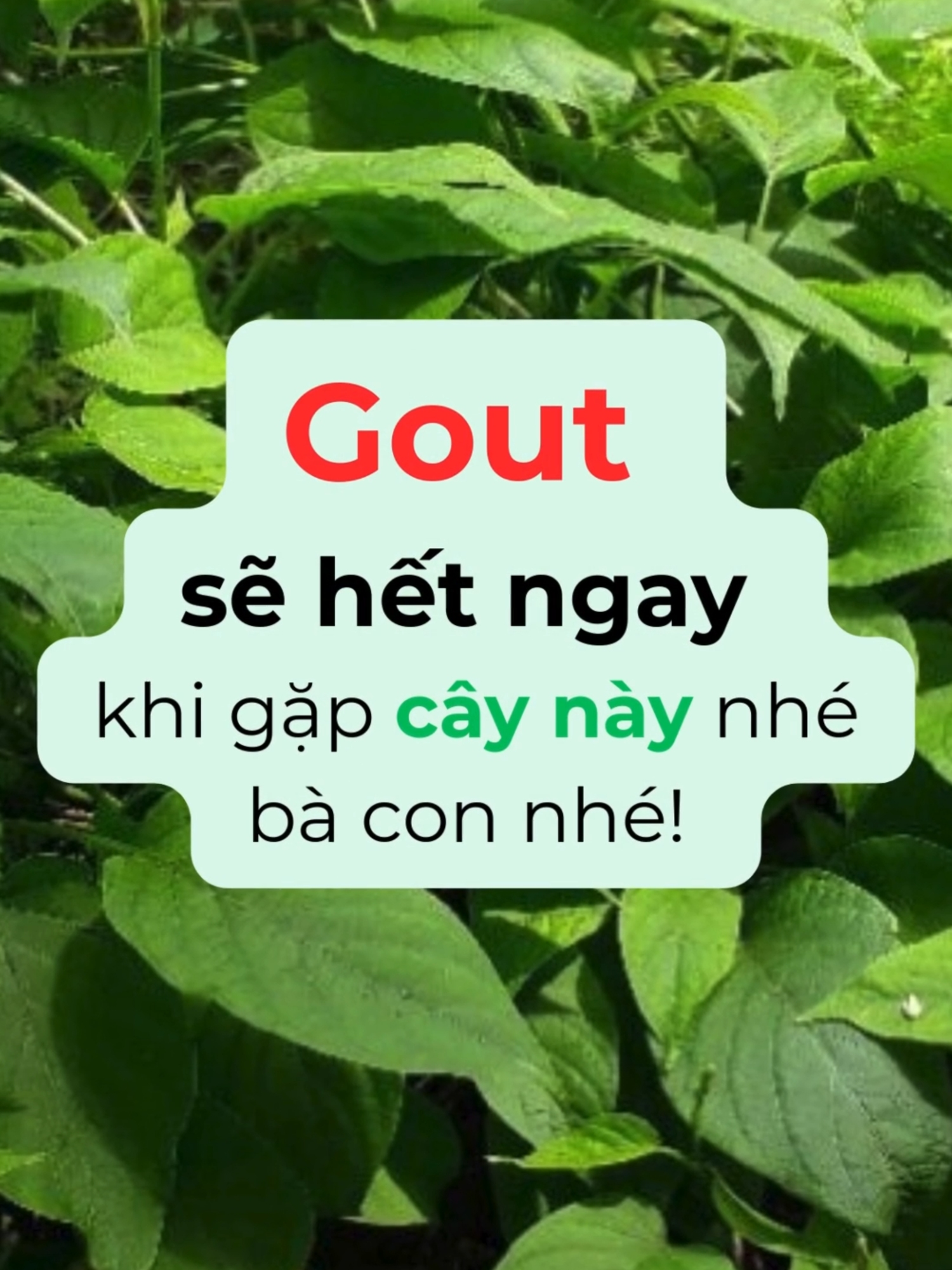 Gút hết là nhờ cây này 🍀| Bà con ai dùng rồi cho xin chia sẻ nhé! Nhấn follow để biết thêm nhiều cây thuốc dân gian quý 👇#biolanier #gout #gut #guts #axituric #viemkhop #sungkhop #daudaugoi #daugoi #xuhuongtiktokvietnam #videotrending #baithuocdangian #lamoxanh #yhoccotruyenvietnam bị gout giai đoạn đầu, thanh lọc cơ thể, giảm axit uric, đau đầu gối, đau khớp ngón chân, #meodangian trị gout tại nhà, trị gout theo dân gian, giảm axit uric, cách chữa bệnh gút bằng, lá mỡ chữa đau nhức xương khớp,đau khớp ngón chân, sưng ngón chân,  lá mơ xanh ăn được không, lá mơ xanh chữa bệnh gì, sưng nóng đỏ đau khớp, lá mơ xanh và lá mơ tím, lá mơ xanh có tác dụng gì, lá mơ xanh trị bệnh gì, lá mơ trắng có tốt không, lá mơ trắng chữa bệnh gì, lá mơ trắng có tác dụng gì