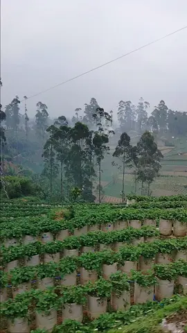 pemandangan di sore hari di desa Alamendah 🥰  #pemandanganciwidey  #suasanapedesaan  #lagusunda  #tiktokindonesia  #fyp 