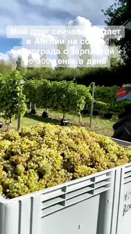 #работаванглии #работавевропе #работагермания #работавполе #казахстан 