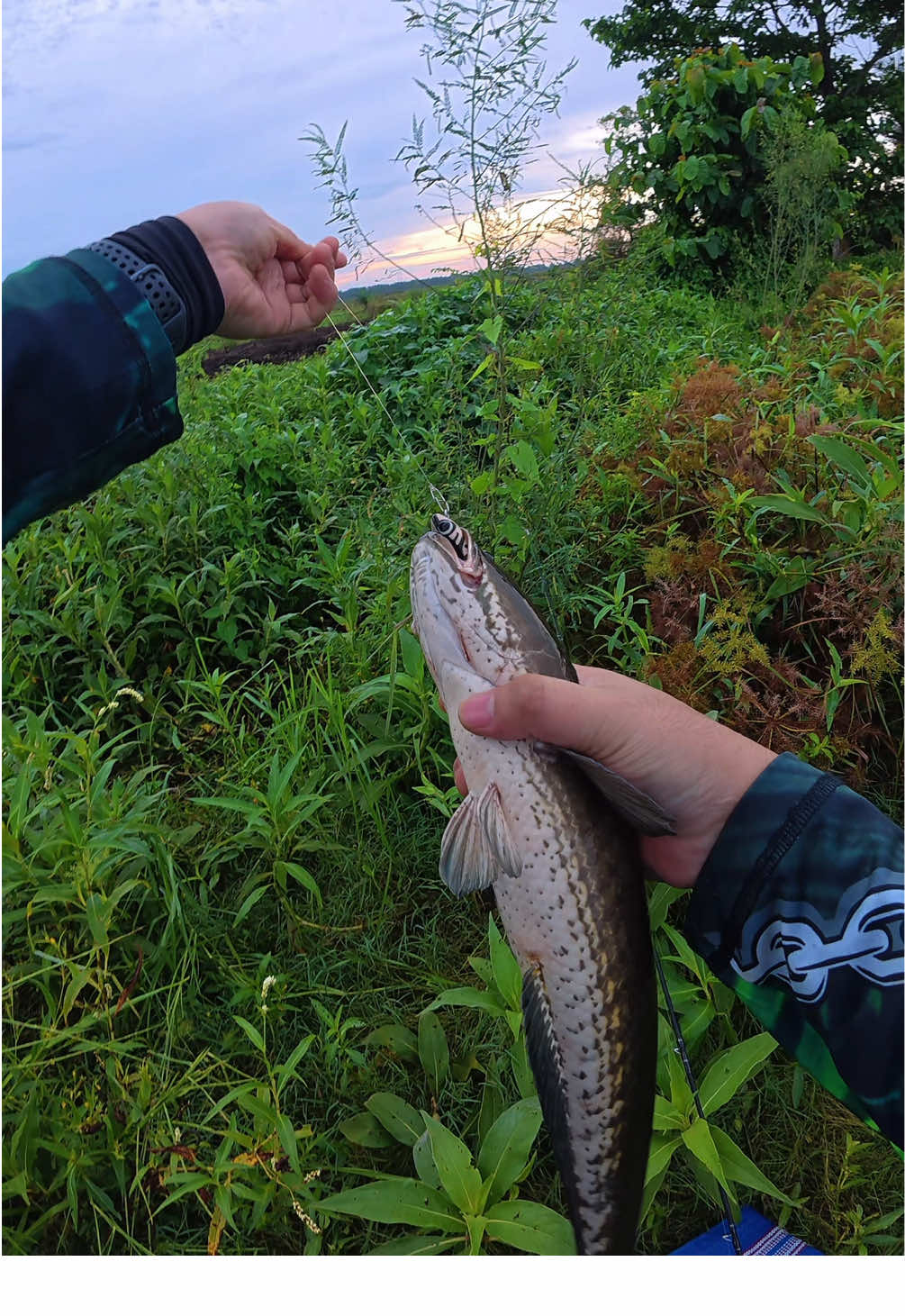 Dubbbb 🔥 baru datang langsung disambut ramah gabus remaja #casting #castinggabus #mancing #mancinggabus #vlogmancing #gacor #shimano #ogankomeringilir