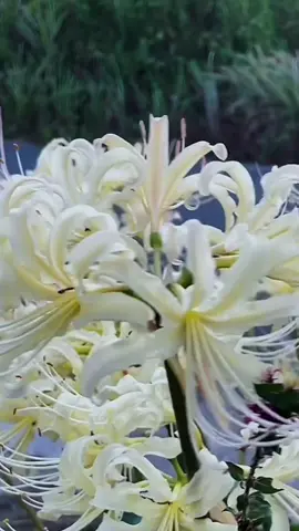 #美しい花景色  曼珠沙華#Beautiful  scenery In Shizuoka Japan 
