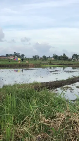 Musim panen padi di sawah, ada yang nerbangin merpati, ada yg main layangan #tasikmalaya #sawah #sawahpadi #merpati #layangan 
