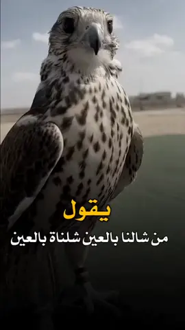#في هذا اليوم 