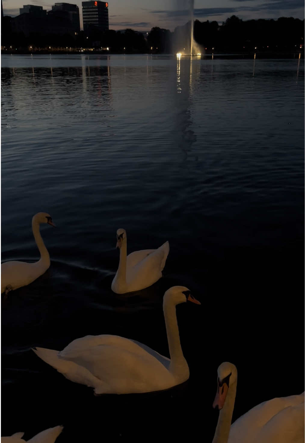 swan season 🦢 #swan #swans #whiteswan #blackswan #aestheticvideos 