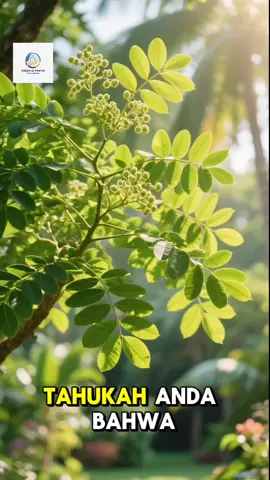 Tahukah kamuu??Daun kelor (Moringa oleifera) adalah salah satu tanaman yang kaya akan nutrisi dan memiliki banyak manfaat bagi kesehatan. Berikut beberapa manfaat daun kelor: 1. *Kaya akan antioksidan*: Daun kelor mengandung antioksidan yang dapat membantu melindungi tubuh dari kerusakan akibat radikal bebas. 2. *Mengandung vitamin dan mineral*: Daun kelor kaya akan vitamin A, C, dan E, serta mineral seperti kalsium, kalium, dan zat besi. 3. *Anti-inflamasi*: Daun kelor memiliki sifat anti-inflamasi yang dapat membantu mengurangi peradangan dan gejala penyakit kronis. 4. *Mendukung kesehatan jantung*: Daun kelor dapat membantu menurunkan tekanan darah dan kadar kolesterol, sehingga mendukung kesehatan jantung. 5. *Meningkatkan energi*: Daun kelor dapat membantu meningkatkan energi dan mengurangi kelelahan. Daun kelor dapat dikonsumsi dalam bentuk: - *Teh*: Daun kelor dapat dibuat menjadi teh yang dapat diminum sebagai minuman kesehatan. - *Suplemen*: Daun kelor tersedia dalam bentuk suplemen kapsul atau tablet. - *Makanan*: Daun kelor dapat digunakan sebagai bahan makanan, seperti sayuran atau bumbu. Namun, perlu diingat bahwa daun kelor juga dapat memiliki efek sampingan jika dikonsumsi dalam jumlah yang berlebihan. Oleh karena itu, sebaiknya konsultasikan dengan dokter atau ahli gizi sebelum mengonsumsi daun kelor sebagai suplemen atau obat. #fyp #daunkelor #bikinpenasaran #FaktaUnik #Ilmu 