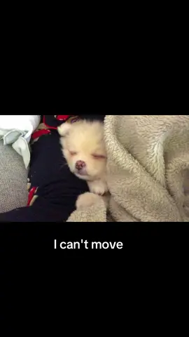 #dog #animals #puppy #pomchi #aşk 