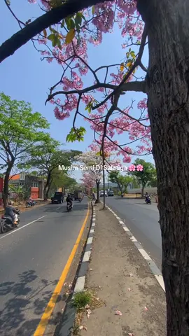 Musim Semi Di Salatiga 🌸🌸