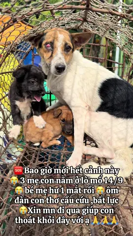 Xin mn đi qua giúp con thoát khỏi lò mổ với ạ 🙏🙏🙏 #xuhuongtiktok #yeuthuongdongvat #cuuhodongvat #thucung #viral 
