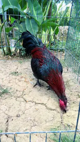 Negrito🖤