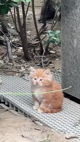 #catlover #fyp 