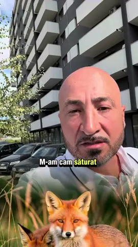 Ce să fac să țin departe ge Găini acest prădător ? ( Vulpea ) 🥺 #GlisTerra #paulowniaonline #vulpe #gaini #animale 