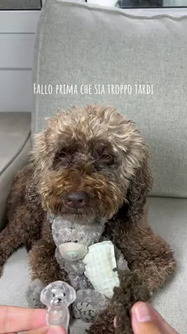 Fallo ora…conserva per sempre un ricordo del tuo cane ❤️ #cane #petloss #ricordo #dogmom #dogowner 