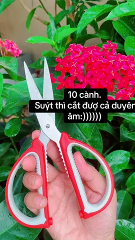 Duyên âm gì chưa người đẹp:))) ##kéo #keodanangsk5 #keogiare#giadungtienich  