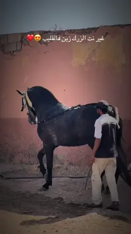 ماشاء لله😍 ▶️follow me @tbourida_bendahhane ▶️suivez-moi @tbourida_bendahhane . . . . . . . . . . . . . . . #explorepage #viralvideos #tik_tok #المغرب🇲🇦تونس🇹🇳الجزائر🇩🇿 #شعب_الصيني_ماله_حل😂😂 