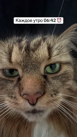 У вас такой же будильник ? ⏰#rek #top #котытиктока #catlovers #catlover