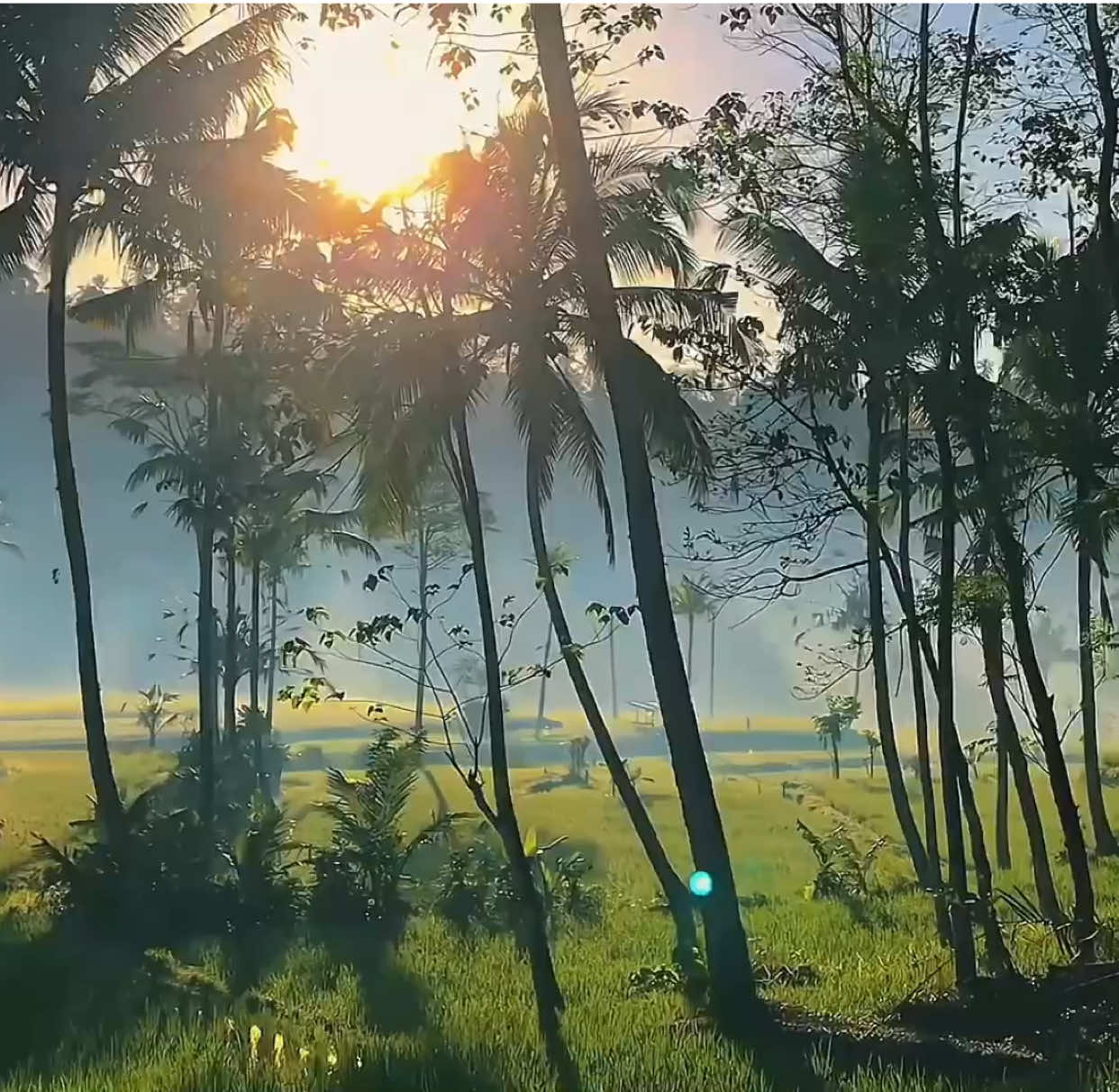 keinget apa? | #fyp #foryou #aesthetic #sawah #fypシ 
