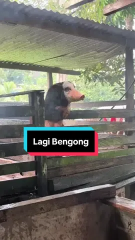 Lagi bengong aja 😬#babi #funnyvideos #fyp #fyppppppppppppppppppppppp #fypシ゚ 