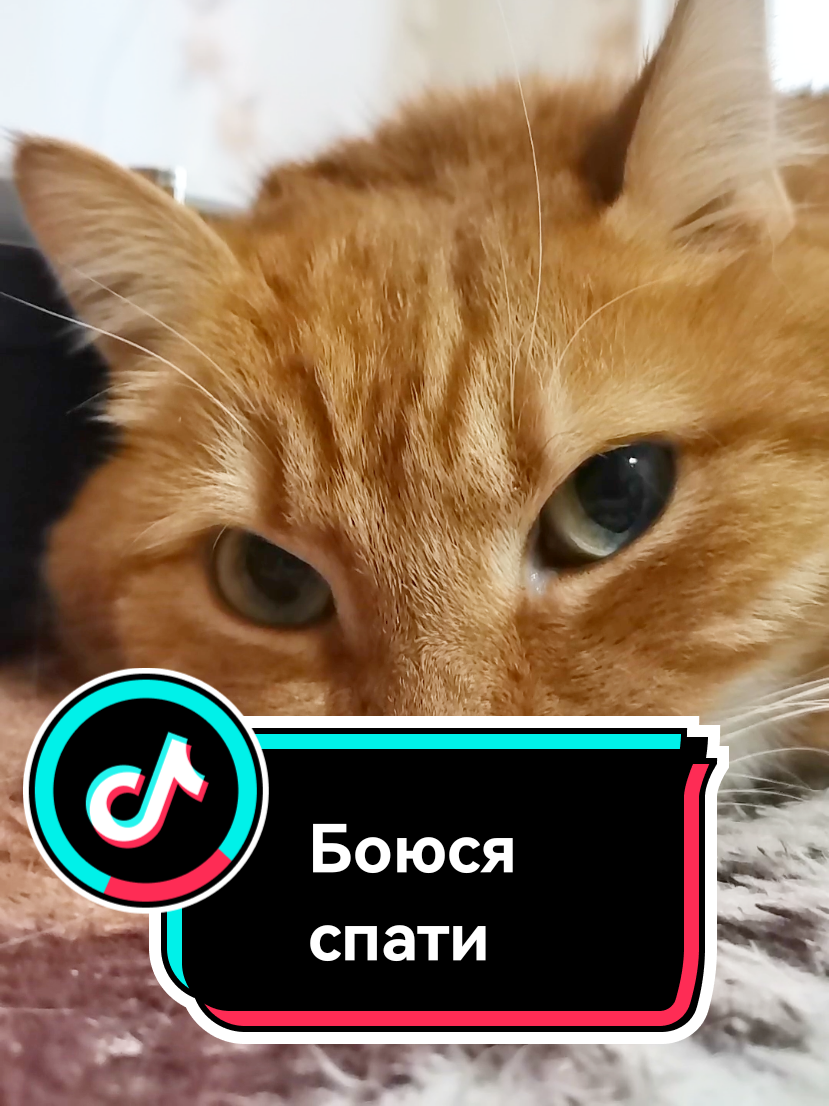 #кіт #котики #гумор #прикол #домашніулюбленці 