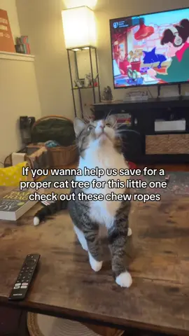 We’ve been waiting to save up for a good tall cat tree for our babies. If you wanna help get them the tree of their dreams check out these rope toys. They are hands down the favorite of the house right now and I keep finding them everywhere. #silvervine #catfyp #catfypシ #cattoys #tiktokshoppets 